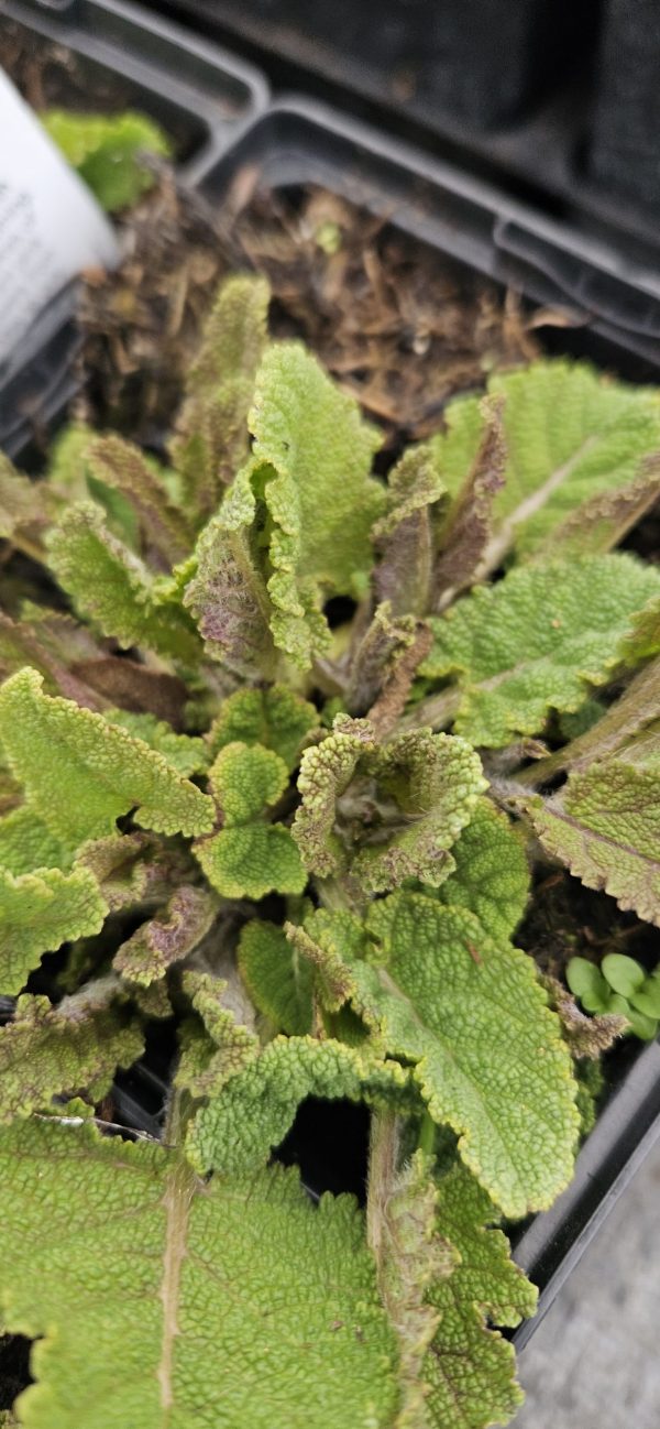 Salvia Fashionista 'Lilac Lipstick'
