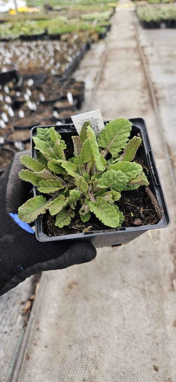 Salvia Fashionista 'Lilac Lipstick'