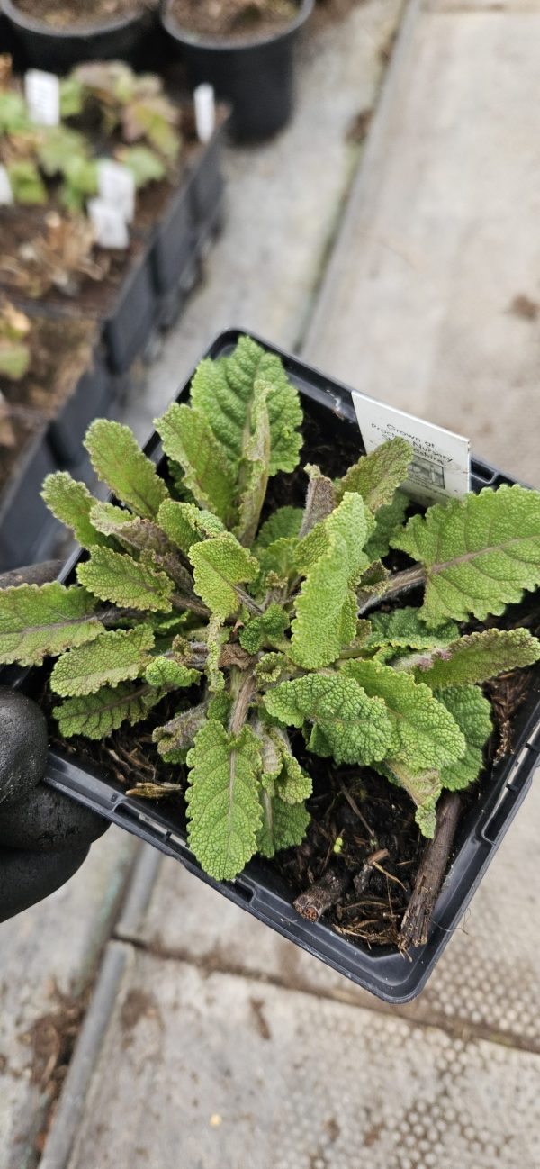 Salvia Fashionista 'Lilac Lipstick'