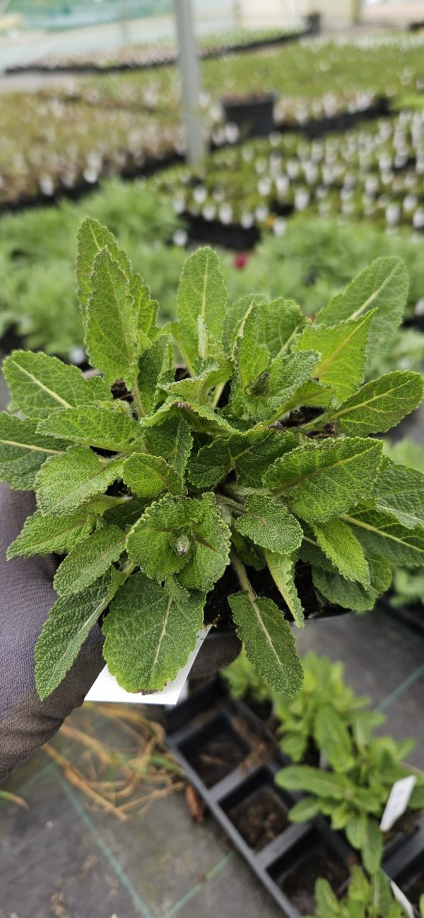 Salvia Fashionista 'Midnight Model'