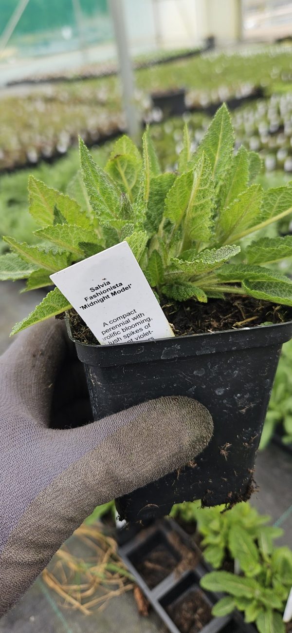 Salvia Fashionista 'Midnight Model'