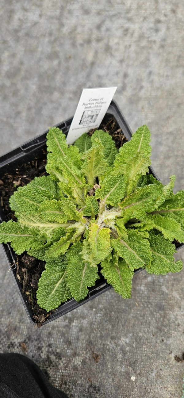 Salvia Fashionista 'Vanity Flair'