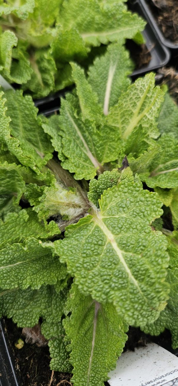 Salvia Fashionista 'Vanity Flair'