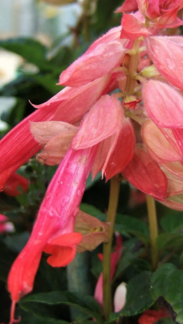 Salvia 'Flamingo' Salvia 'Flamingo'