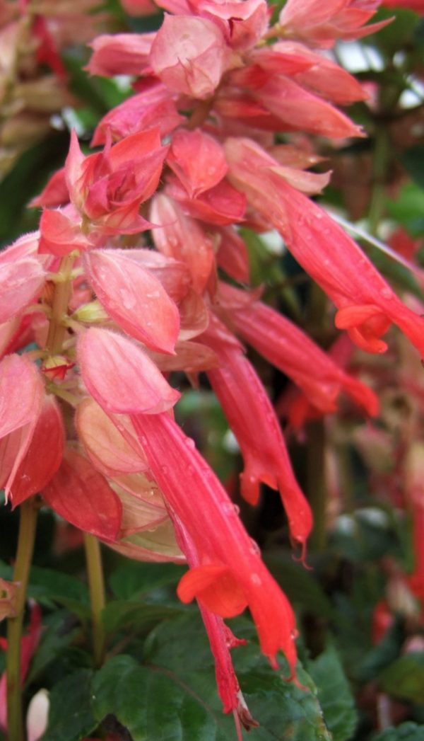 Salvia 'Flamingo'2 Salvia 'Flamingo'