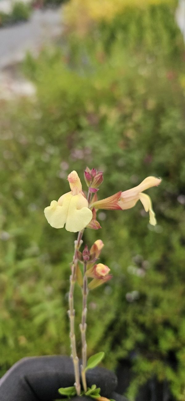 Salvia 'Harvest Sunset'
