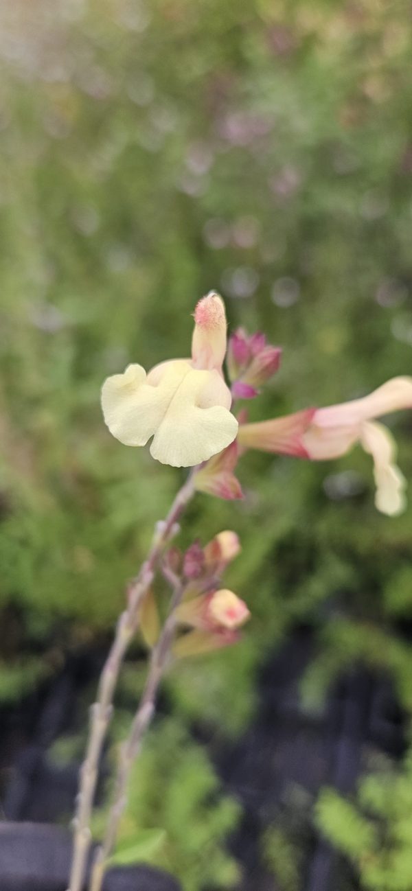 Salvia 'Harvest Sunset'