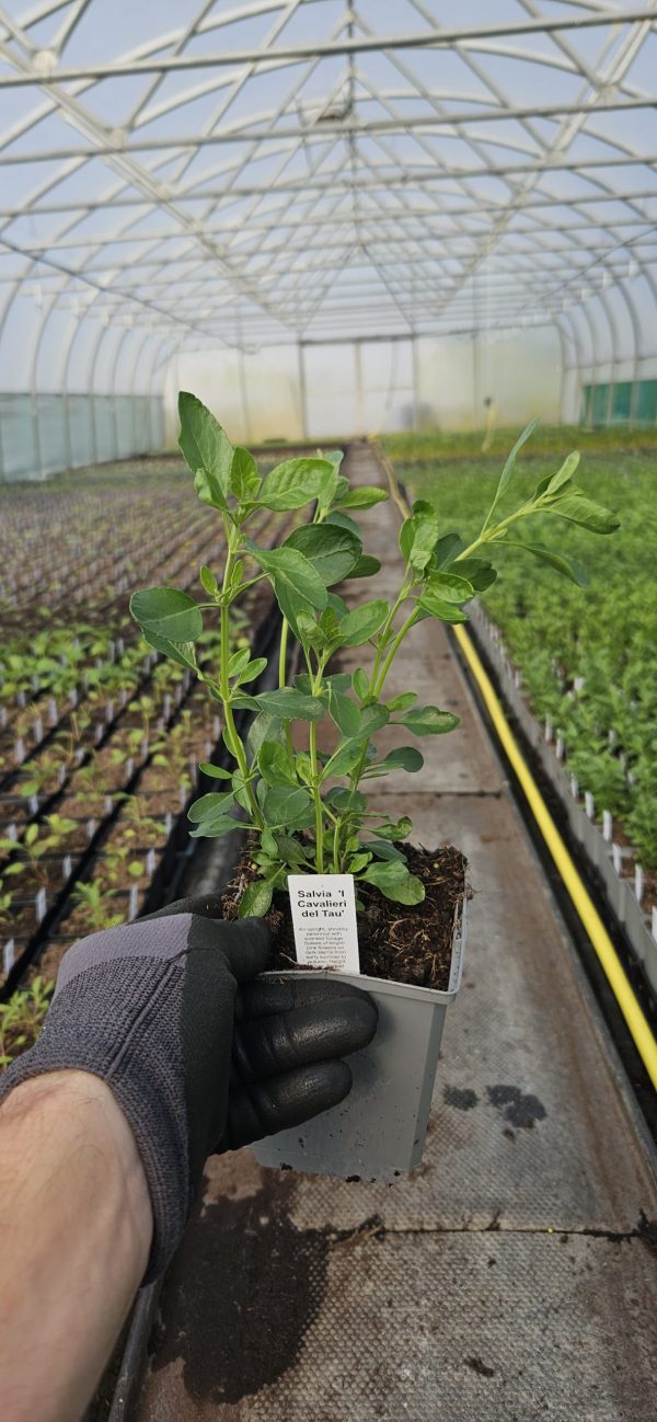 Salvia 'I Cavalieri del Tau'