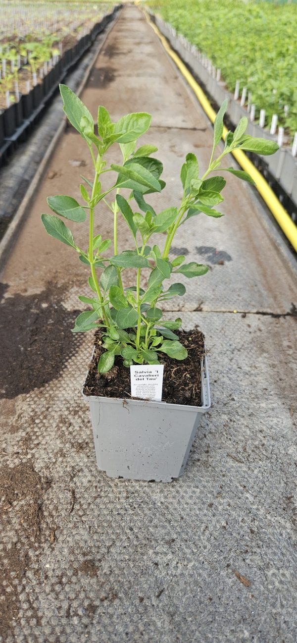 Salvia 'I Cavalieri del Tau'