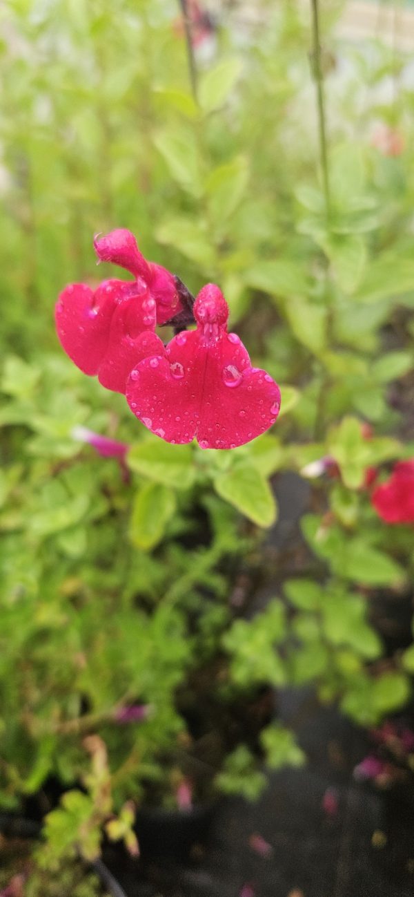 Salvia 'Jemima's Gem'