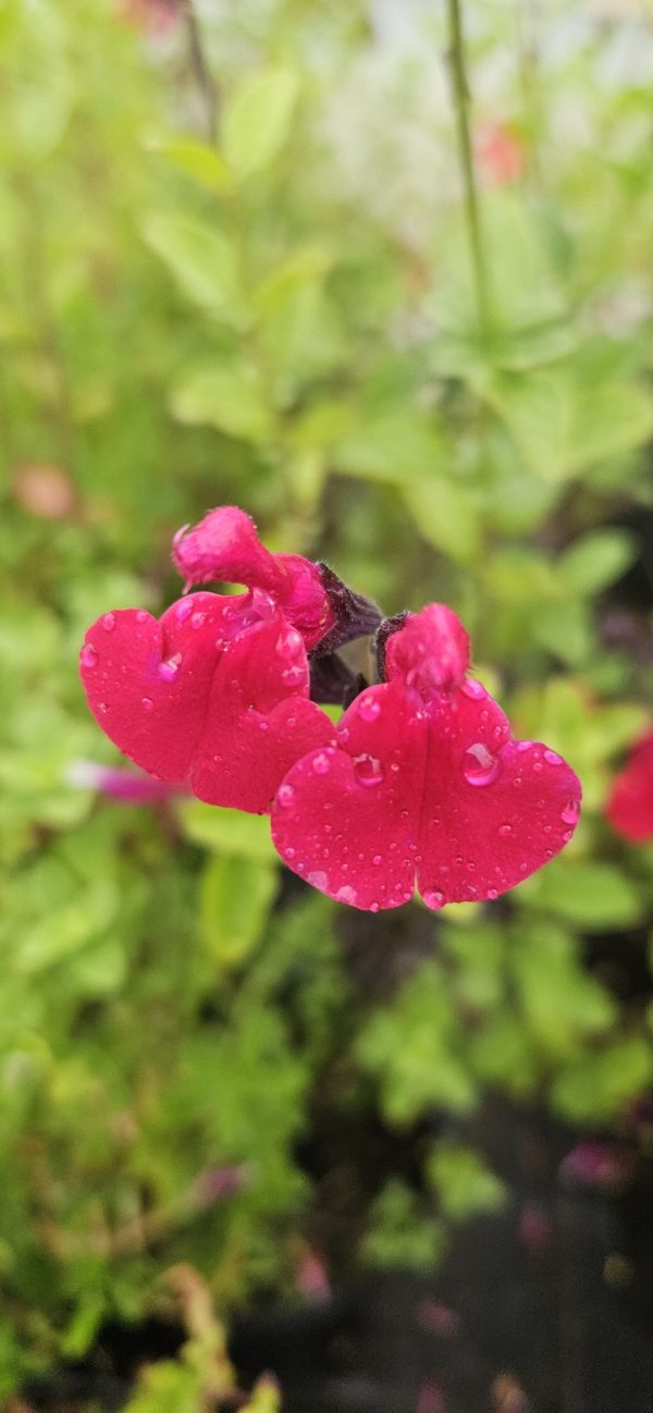 Salvia 'Jemima's Gem'
