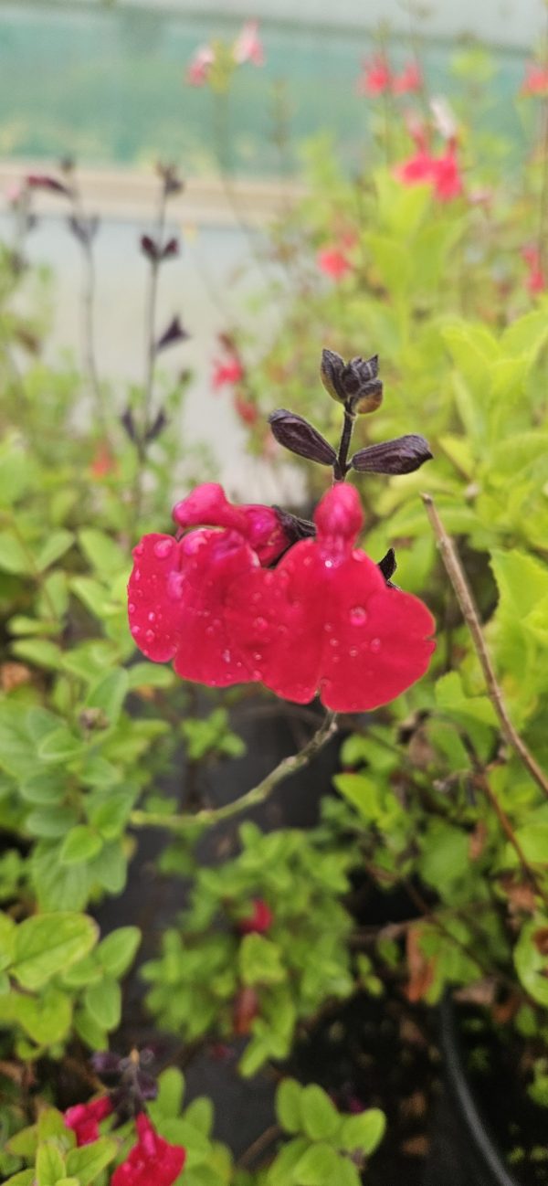 Salvia 'Jemima's Gem'