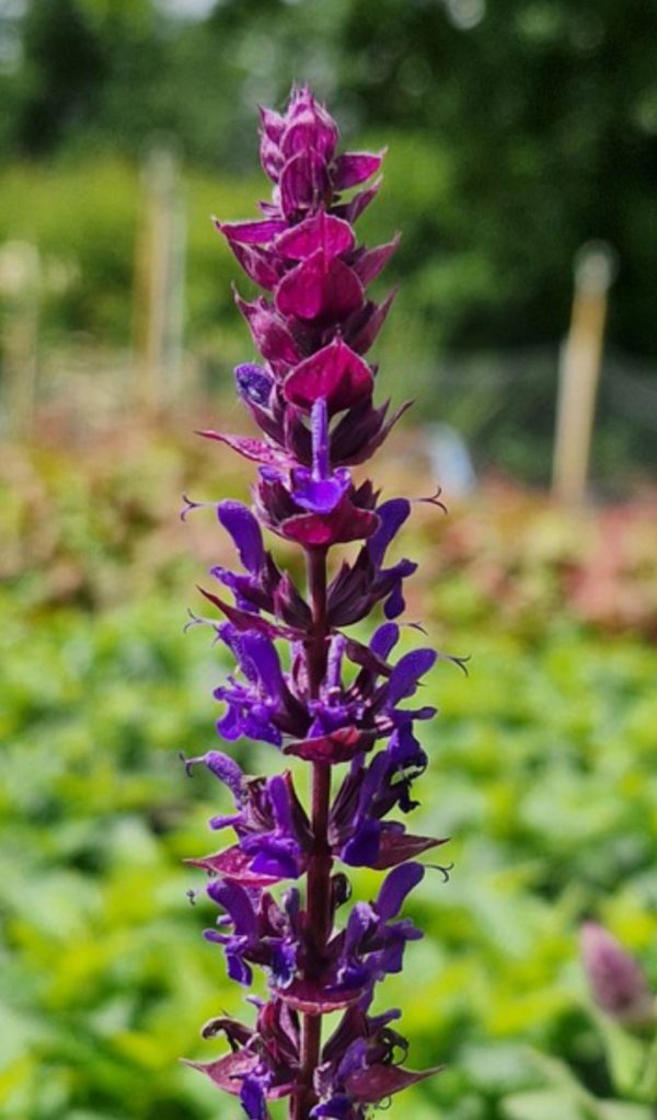 Salvia 'Kate Glenn'