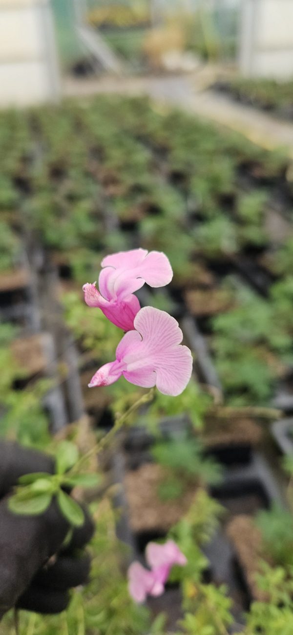 Salvia 'Krystle Pink'