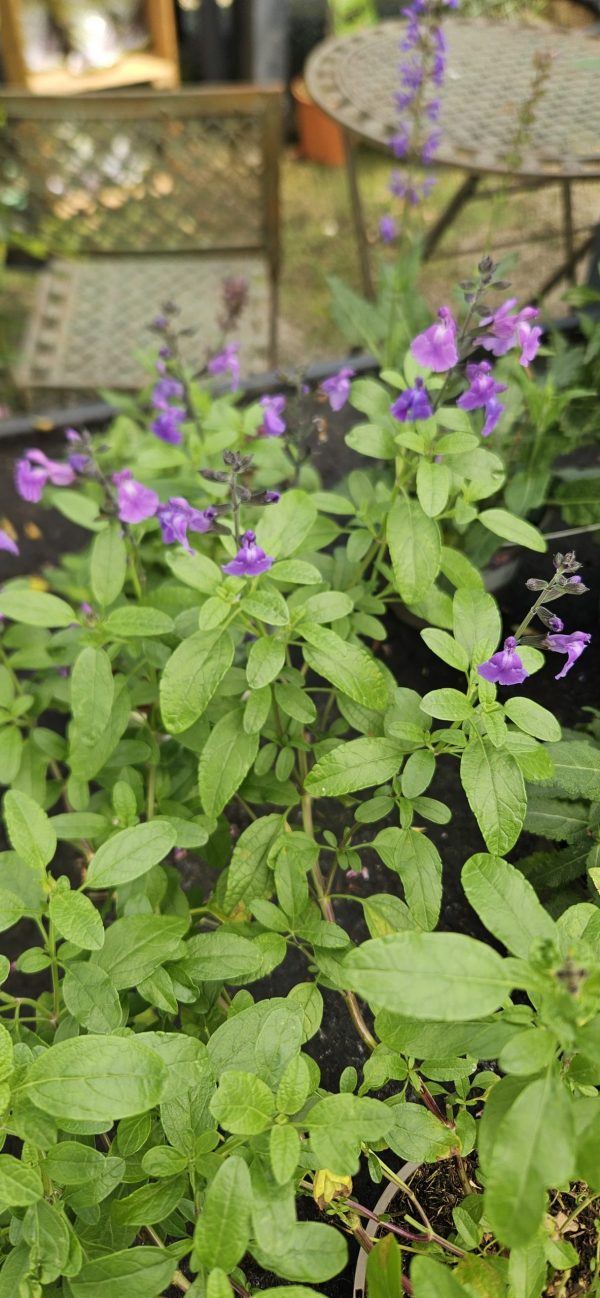 Salvia 'Lavender Dilly Dilly'