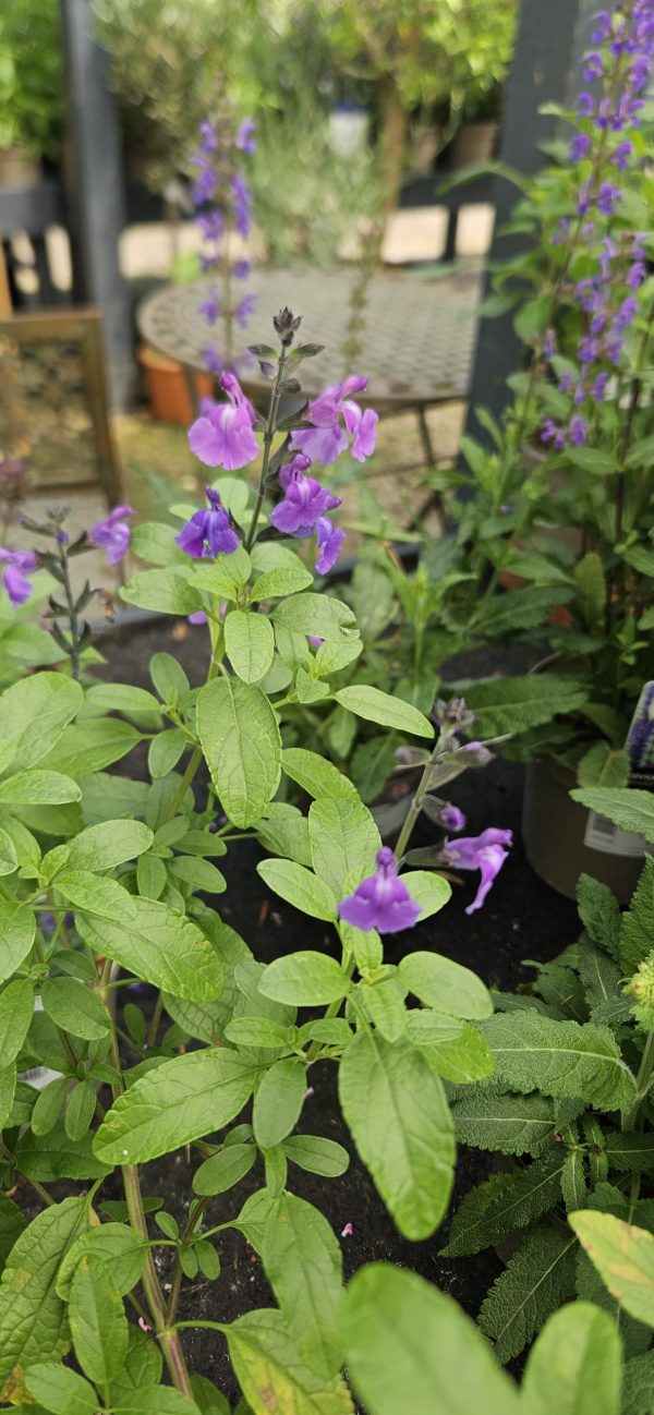 Salvia 'Lavender Dilly Dilly'