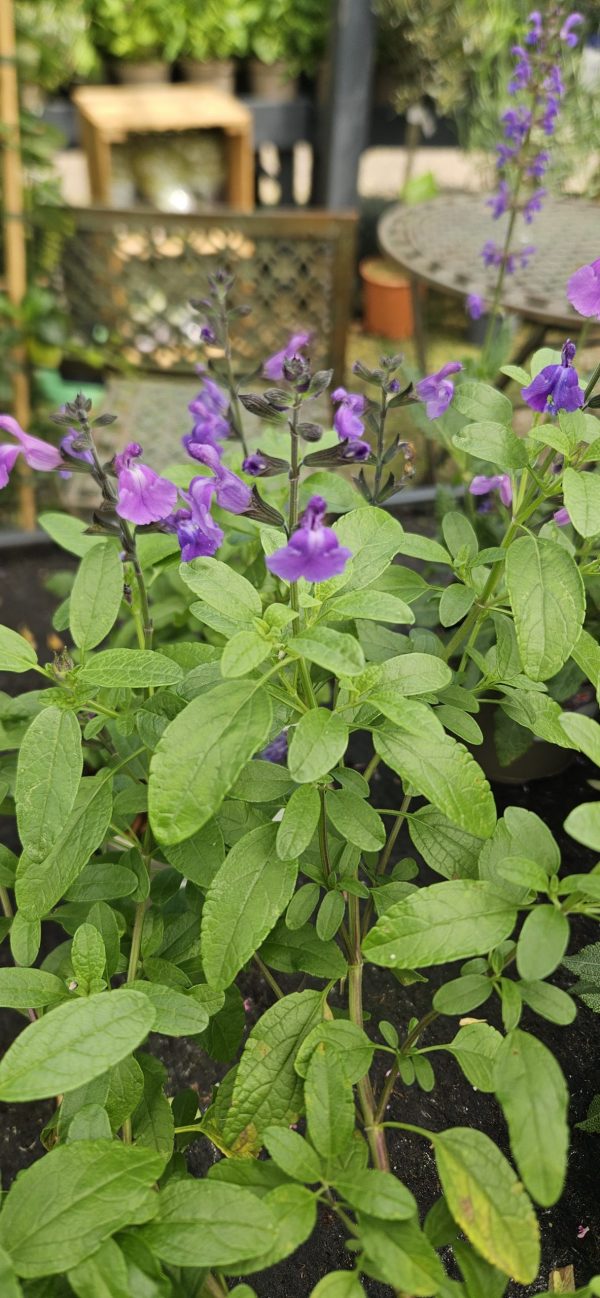 Salvia 'Lavender Dilly Dilly'
