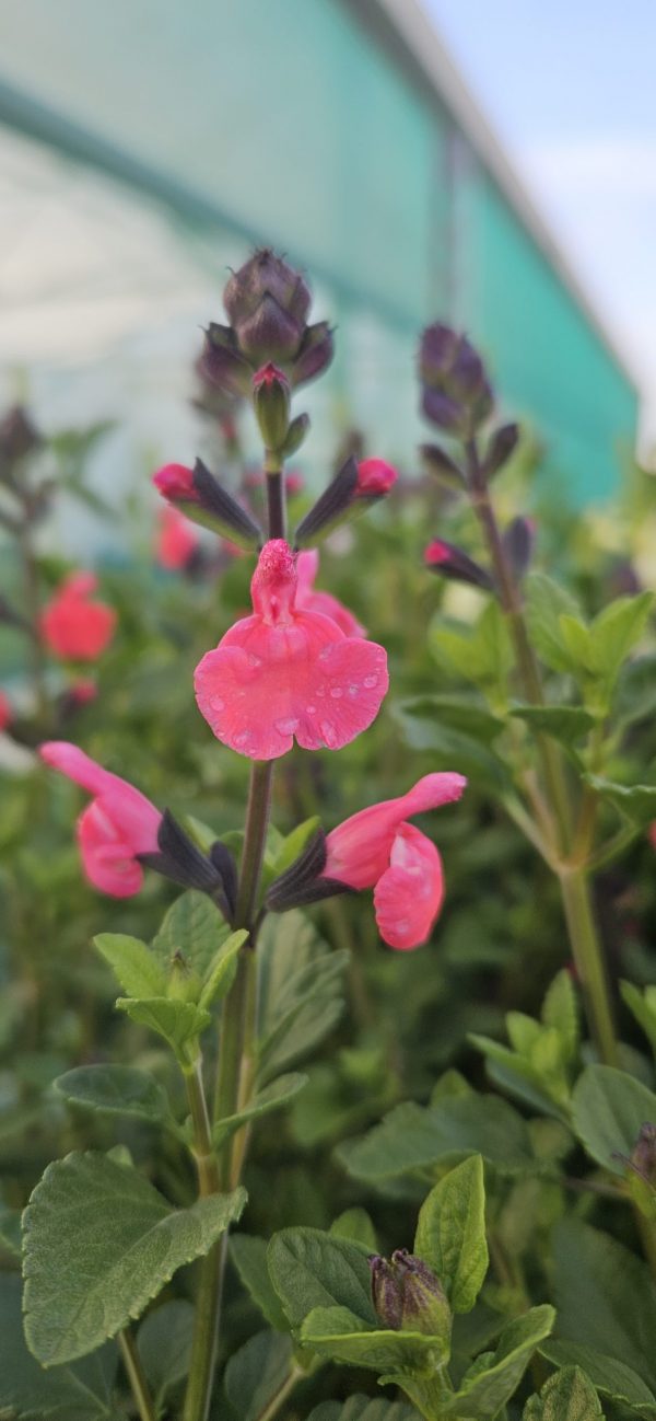 Salvia 'Love Heart'