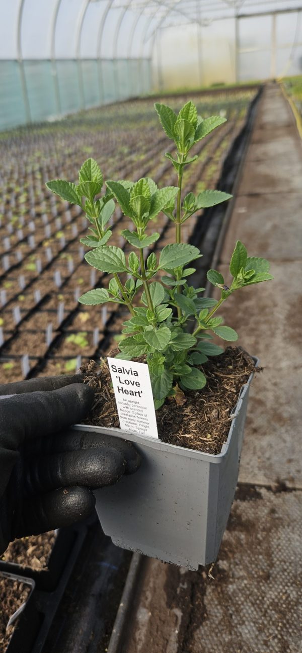 Salvia 'Love Heart'