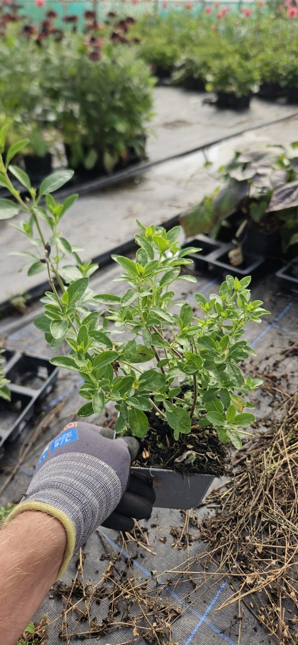 Salvia 'Mauve Midget'