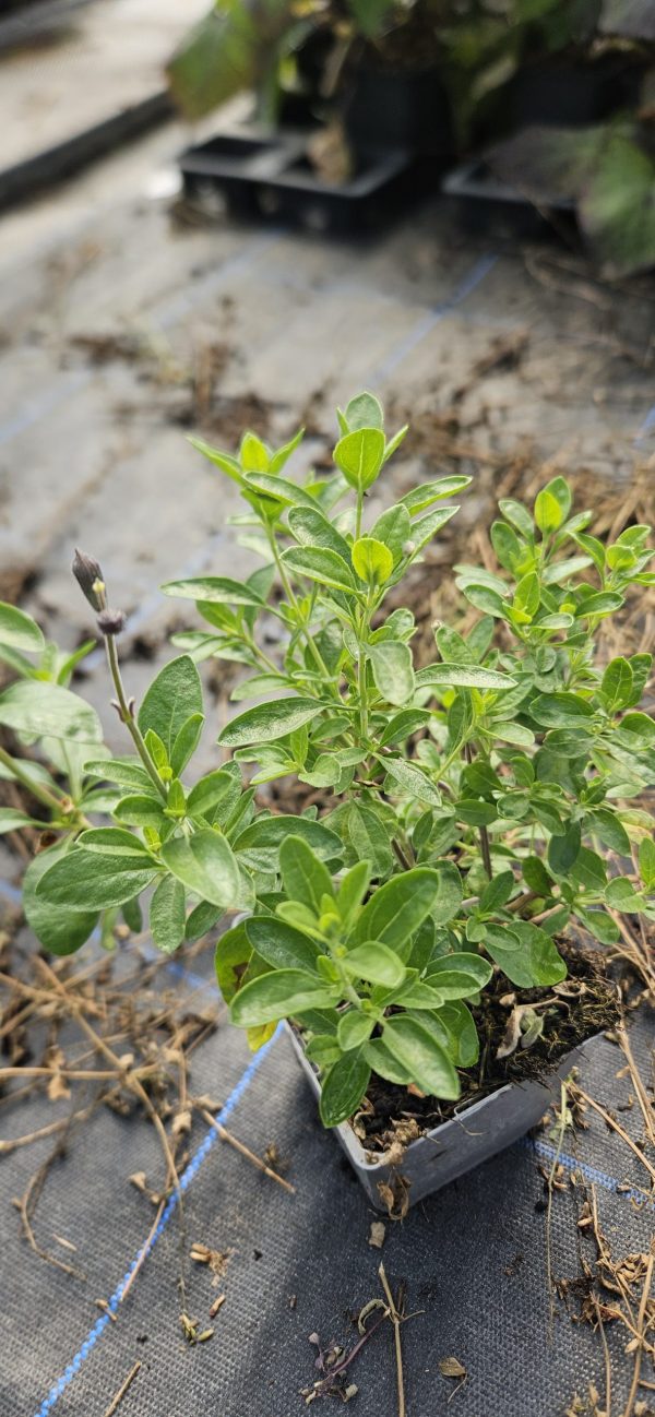 Salvia 'Mauve Midget'