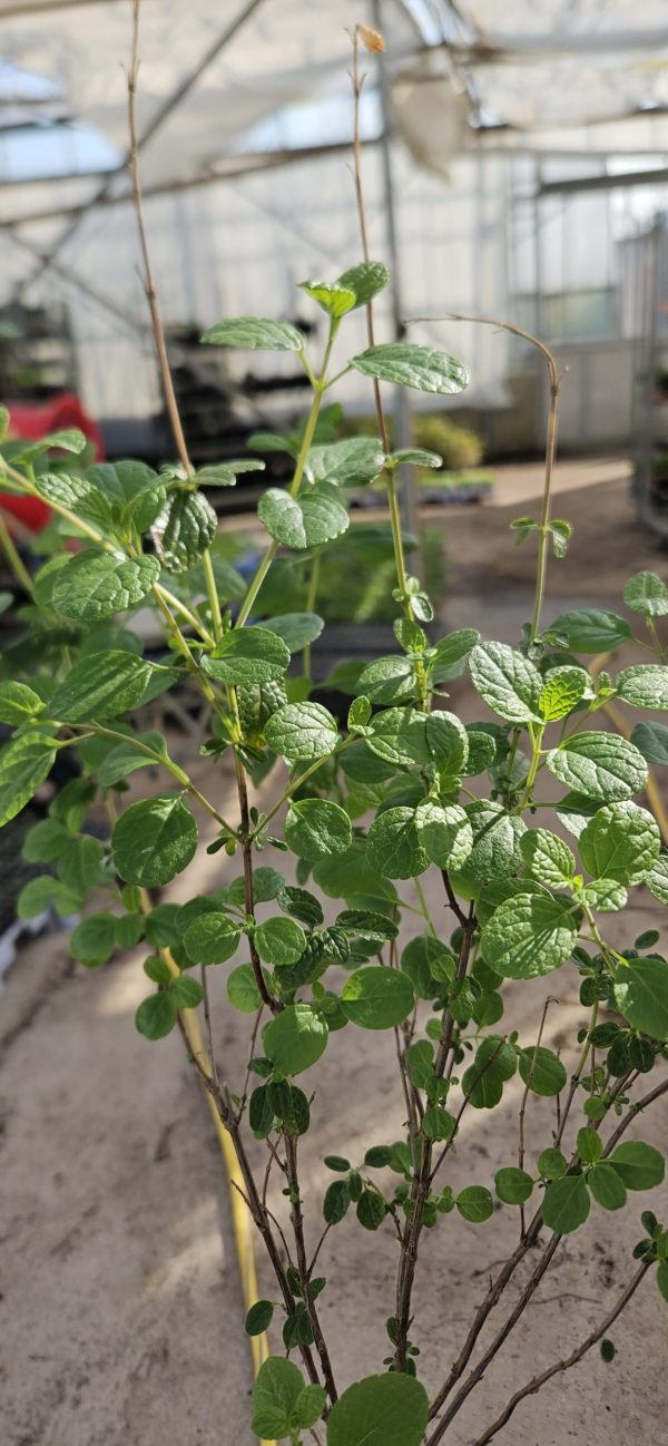 Salvia 'Naomy Tree' Salvia 'Naomy Tree'