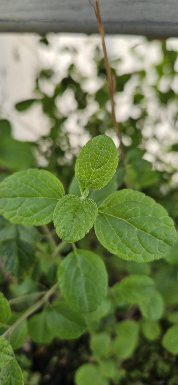 Salvia 'Naomy Tree' 2 Salvia 'Naomy Tree'