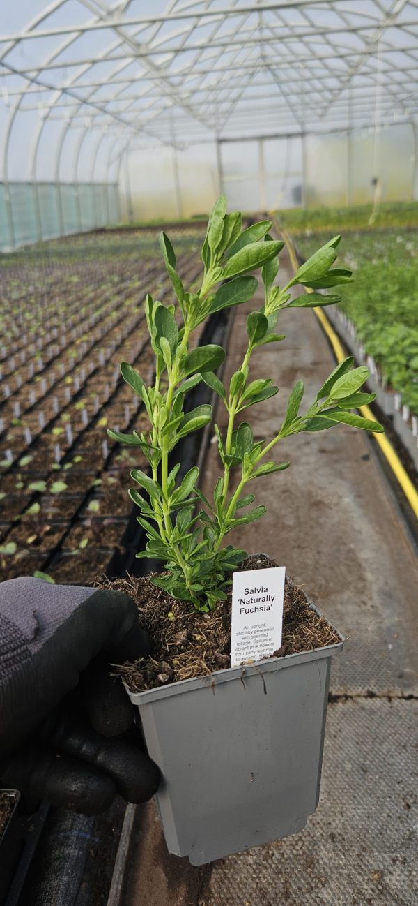 Salvia 'Naturally Fuchsia'