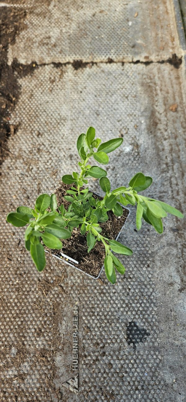 Salvia 'Naturally Fuchsia'