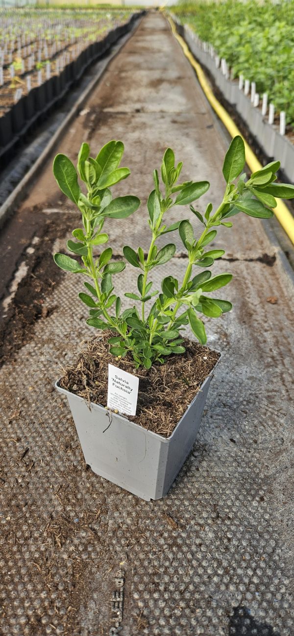 Salvia 'Naturally Fuchsia'