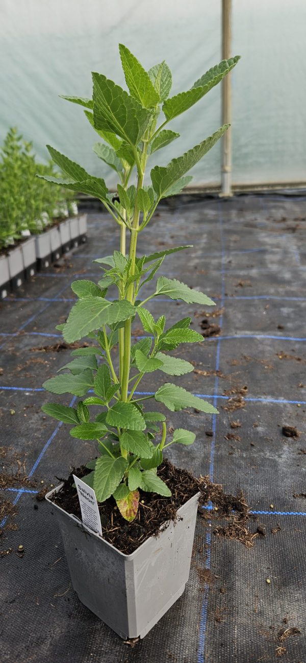 Salvia 'Neon'