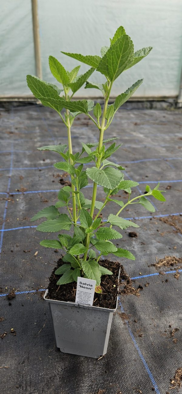 Salvia 'Neon'