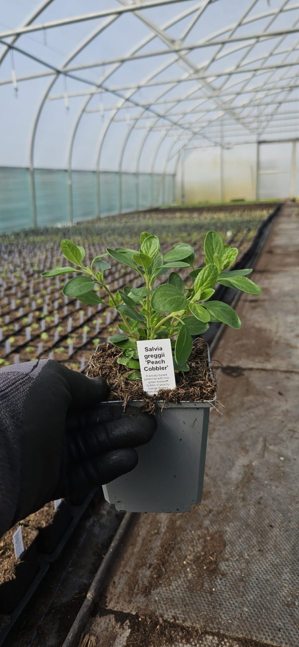 Salvia 'Peach Cobbler'