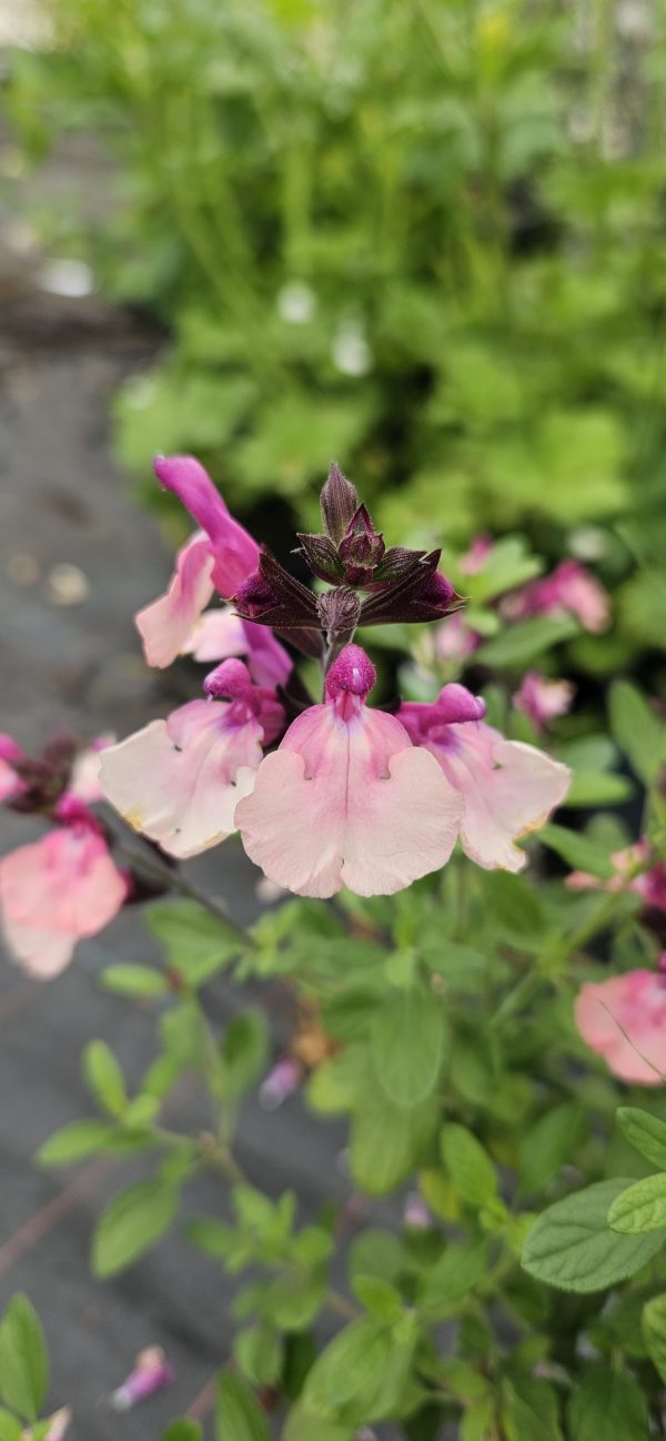 Salvia 'Peach Melba'