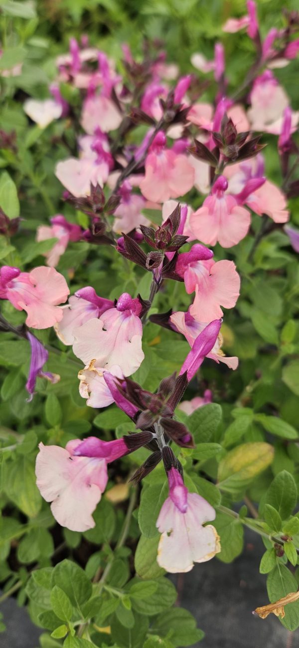 Salvia 'Peach Melba'