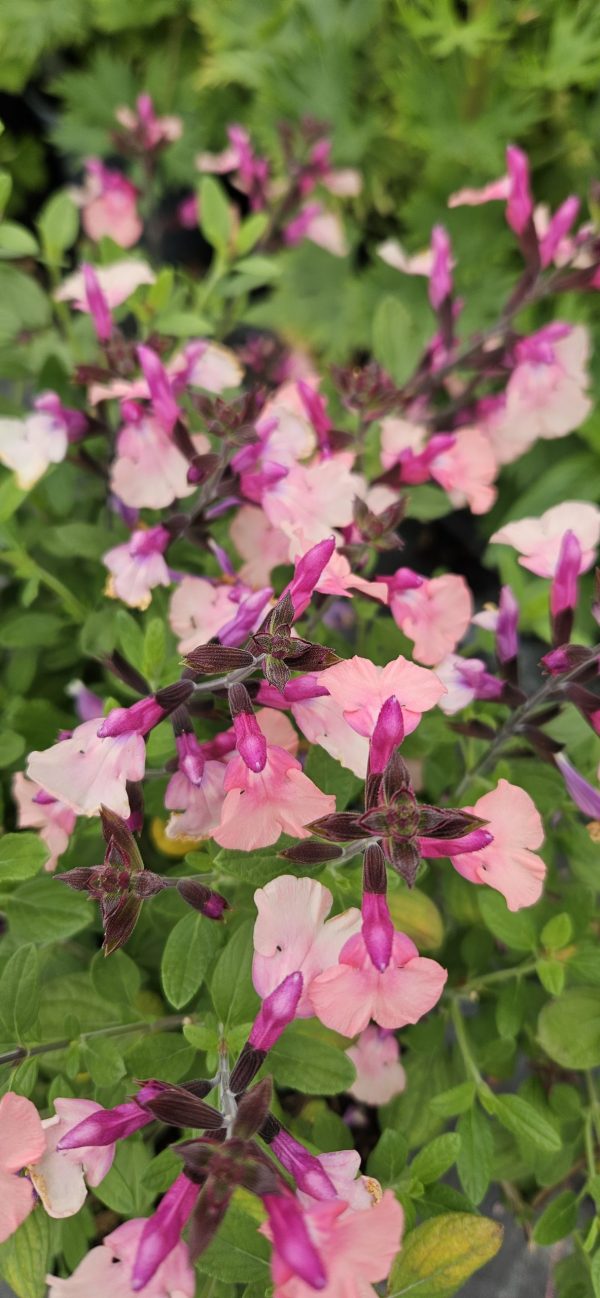 Salvia 'Peach Melba'