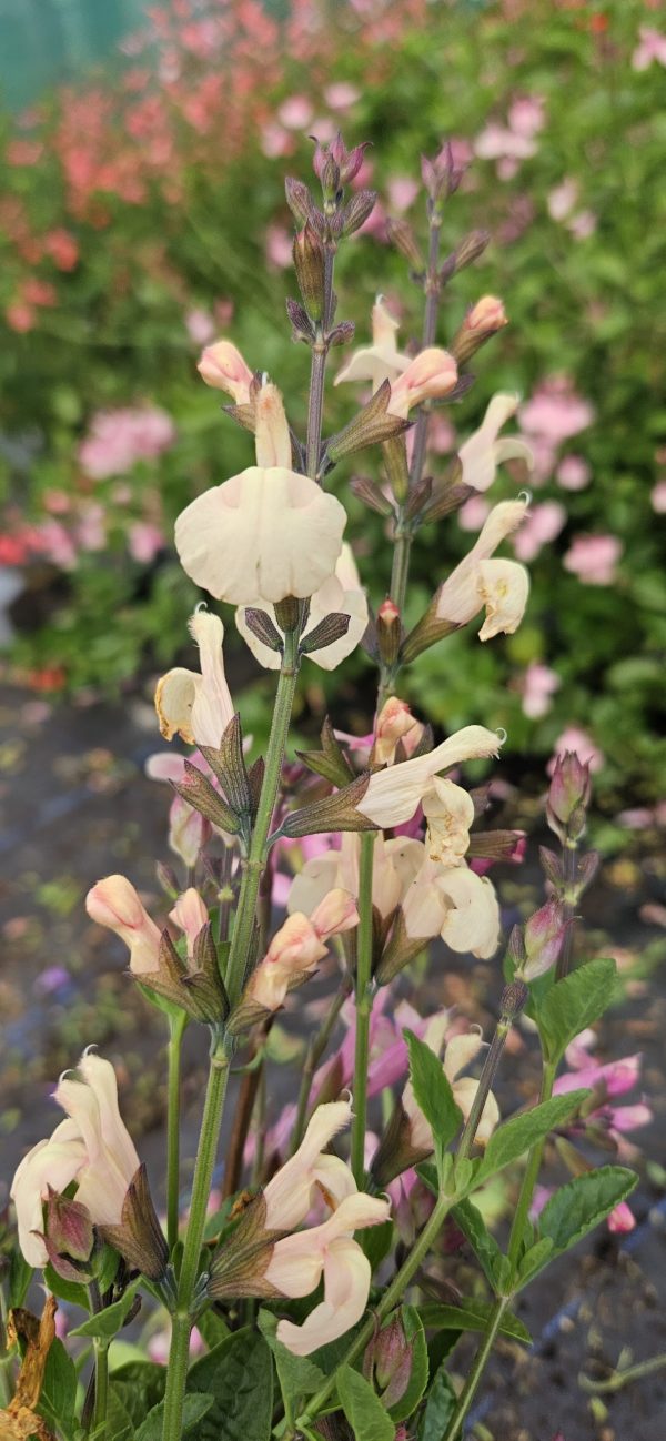 Salvia 'Peach Parfait'