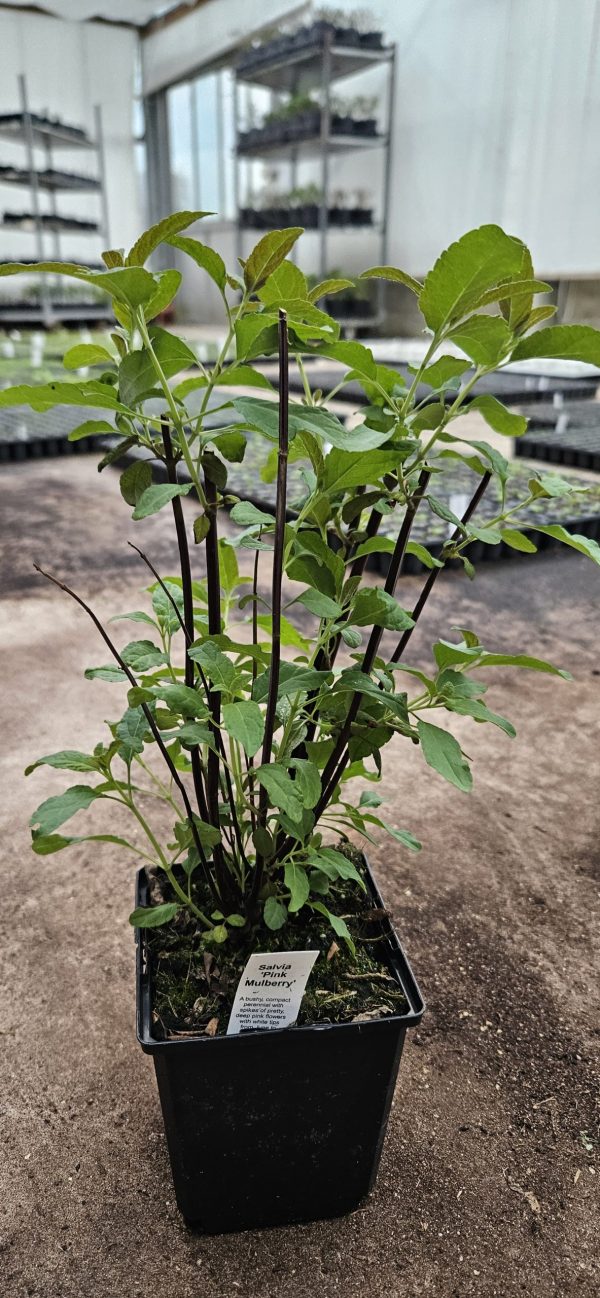 Salvia 'Pink Mulberry' Salvia 'Pink Mulberry'