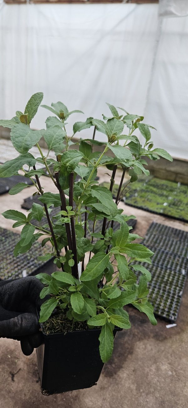 Salvia 'Pink Mulberry'2 Salvia 'Pink Mulberry'