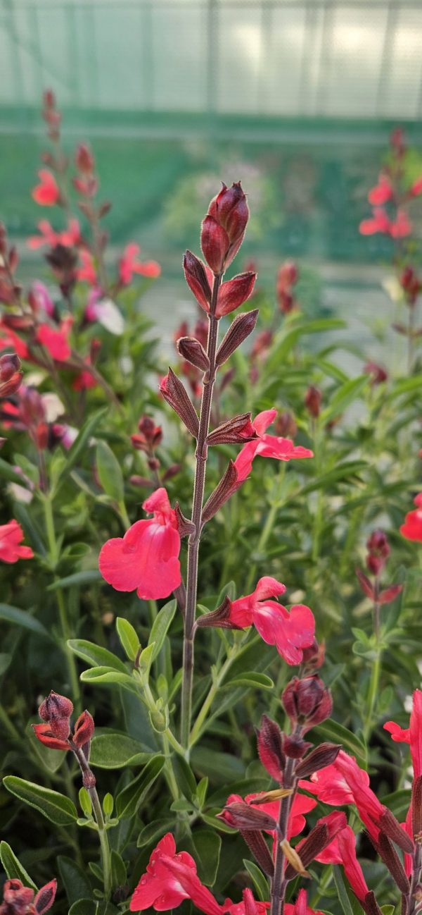 Salvia 'Pinkish Red'