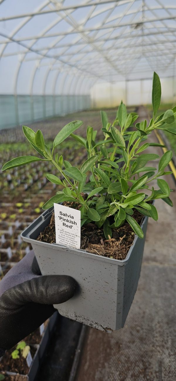 Salvia 'Pinkish Red'