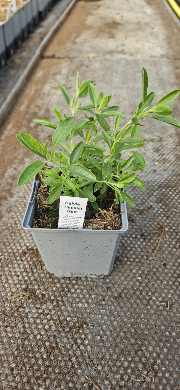 Salvia 'Pinkish Red'