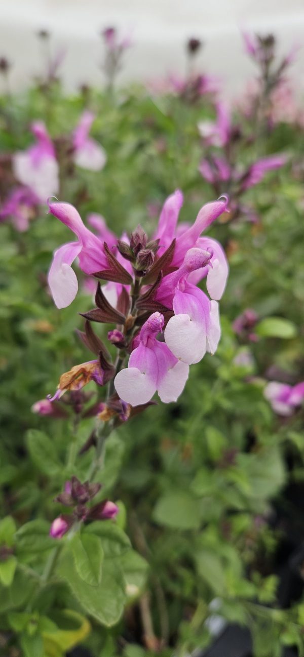 Salvia 'Raspberry Melba'