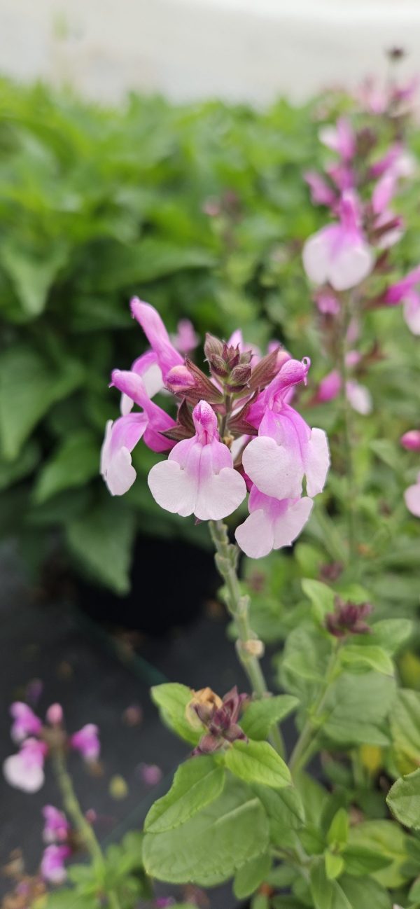 Salvia 'Raspberry Melba'