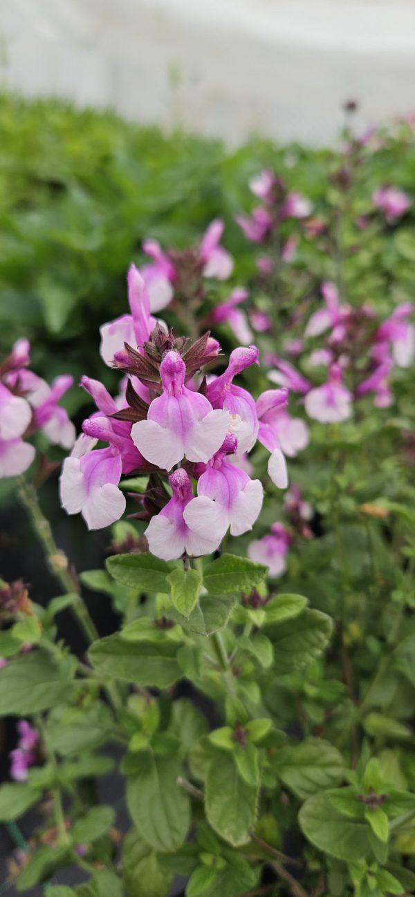 Salvia 'Raspberry Melba'