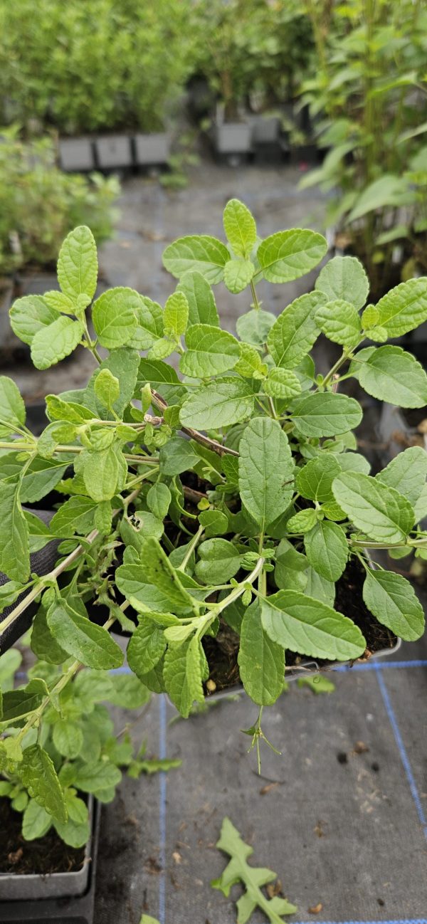 Salvia 'So Cool Pale Blue'