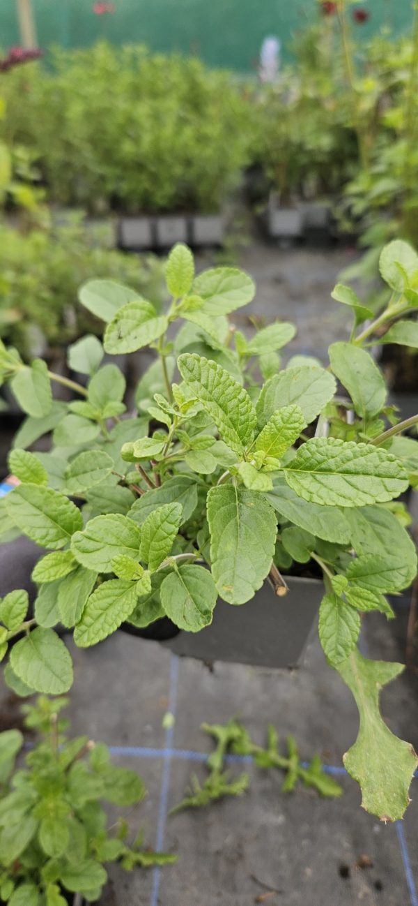 Salvia 'So Cool Pale Blue'