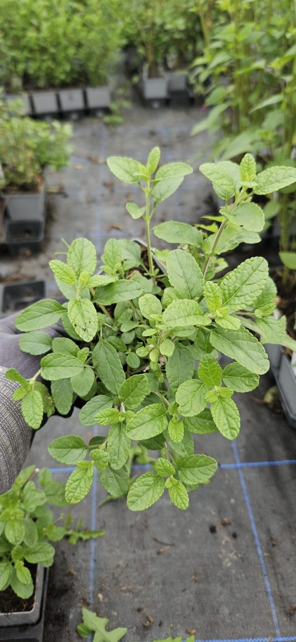 Salvia 'So Cool Pale Blue'