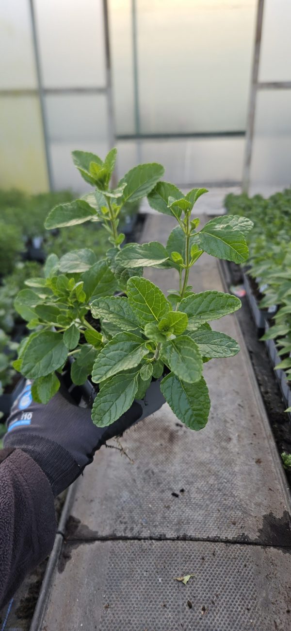 Salvia 'So Cool Purple' Salvia 'So Cool Purple'