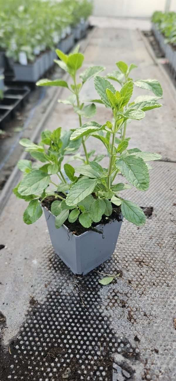 Salvia 'So Cool Purple'3 Salvia 'So Cool Purple'
